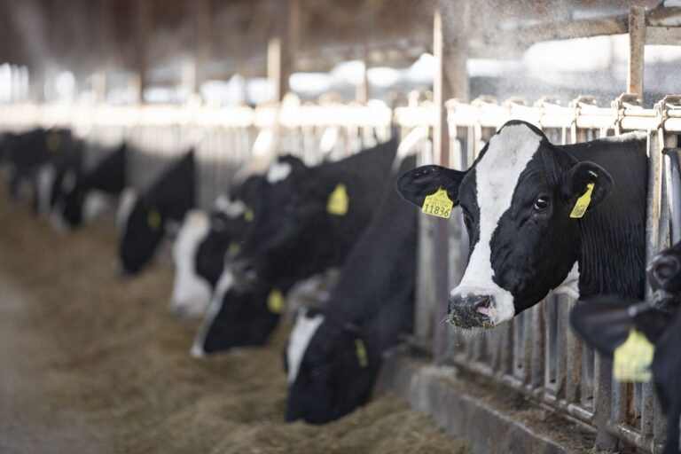 Ração brasileira terá nanonutrientes de cooperativa da Índia