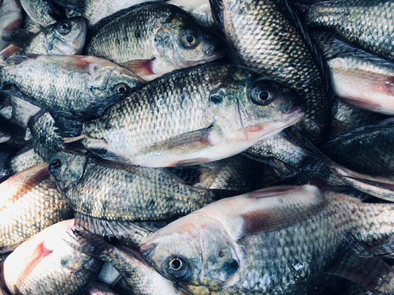 Piscicultura do Brasil supera 1 milhão de toneladas de produção