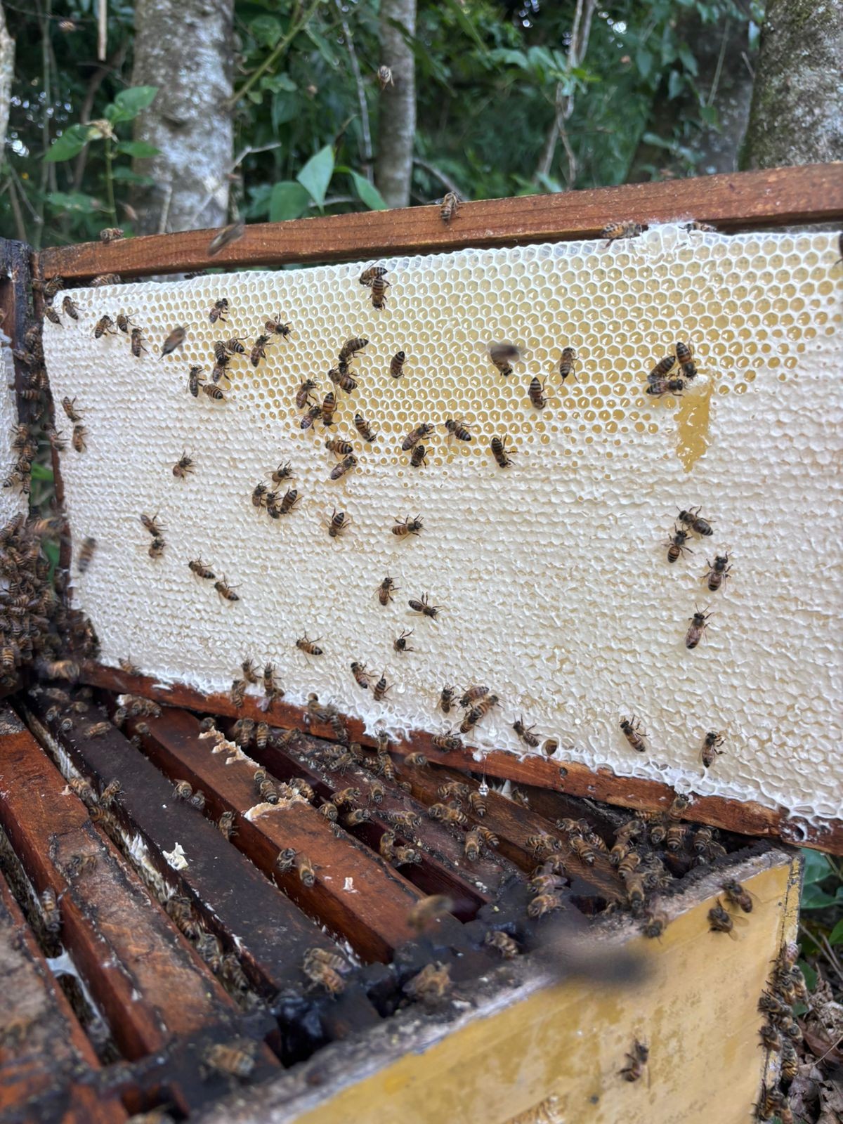 Com certificação, produtores de mel ampliam renda no Paraná