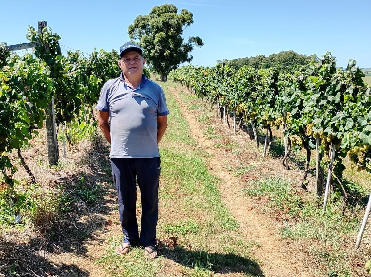Com adoção de cobertura verde no solo, produtor deixa de usar herbicida em vinhedo