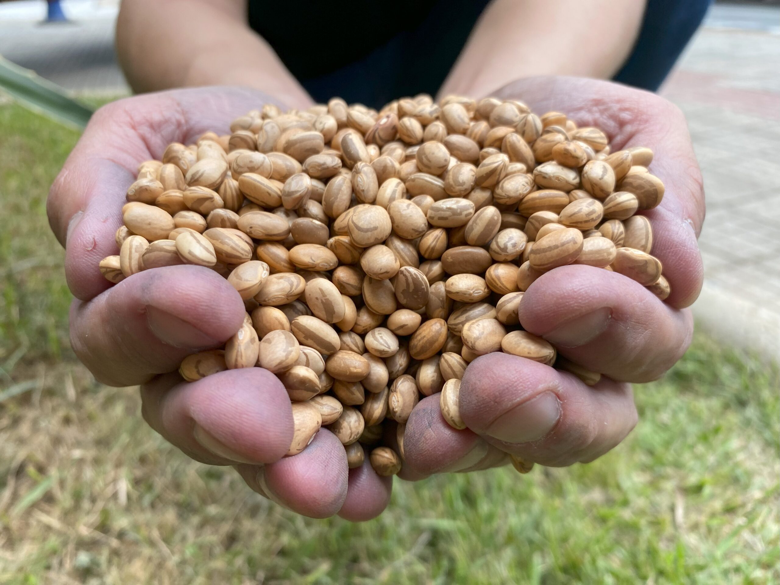 Preço do feijão-carioca segue em alta com oferta limitada