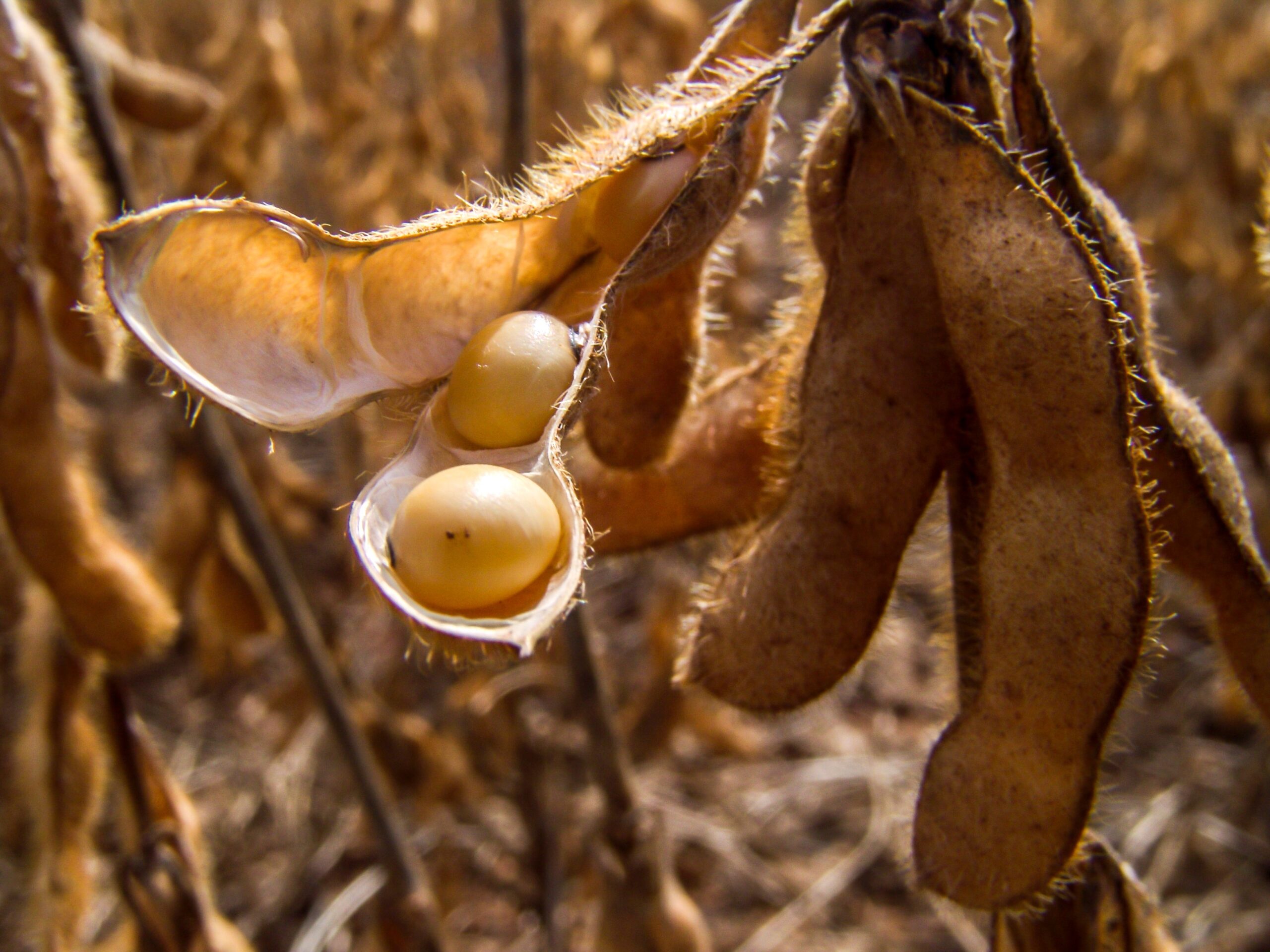 Preço da soja encerra semana em leve alta