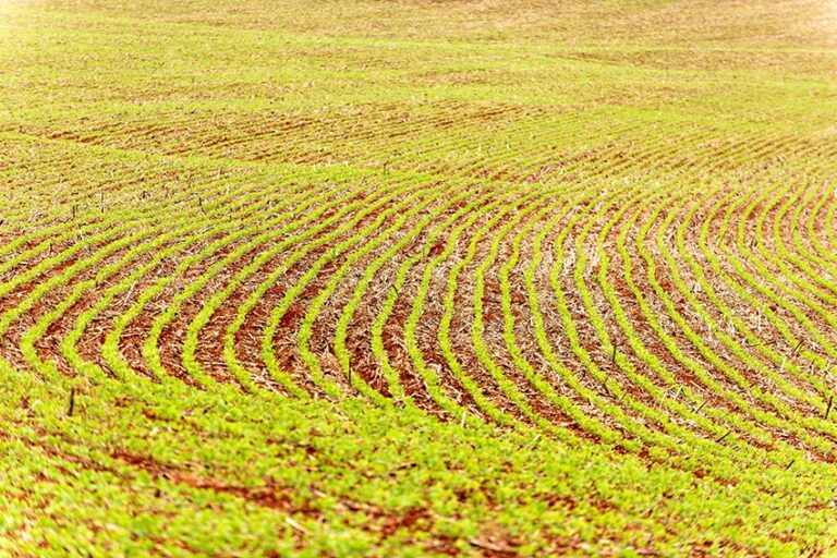 Soja e milho registram leve alta na bolsa de Chicago