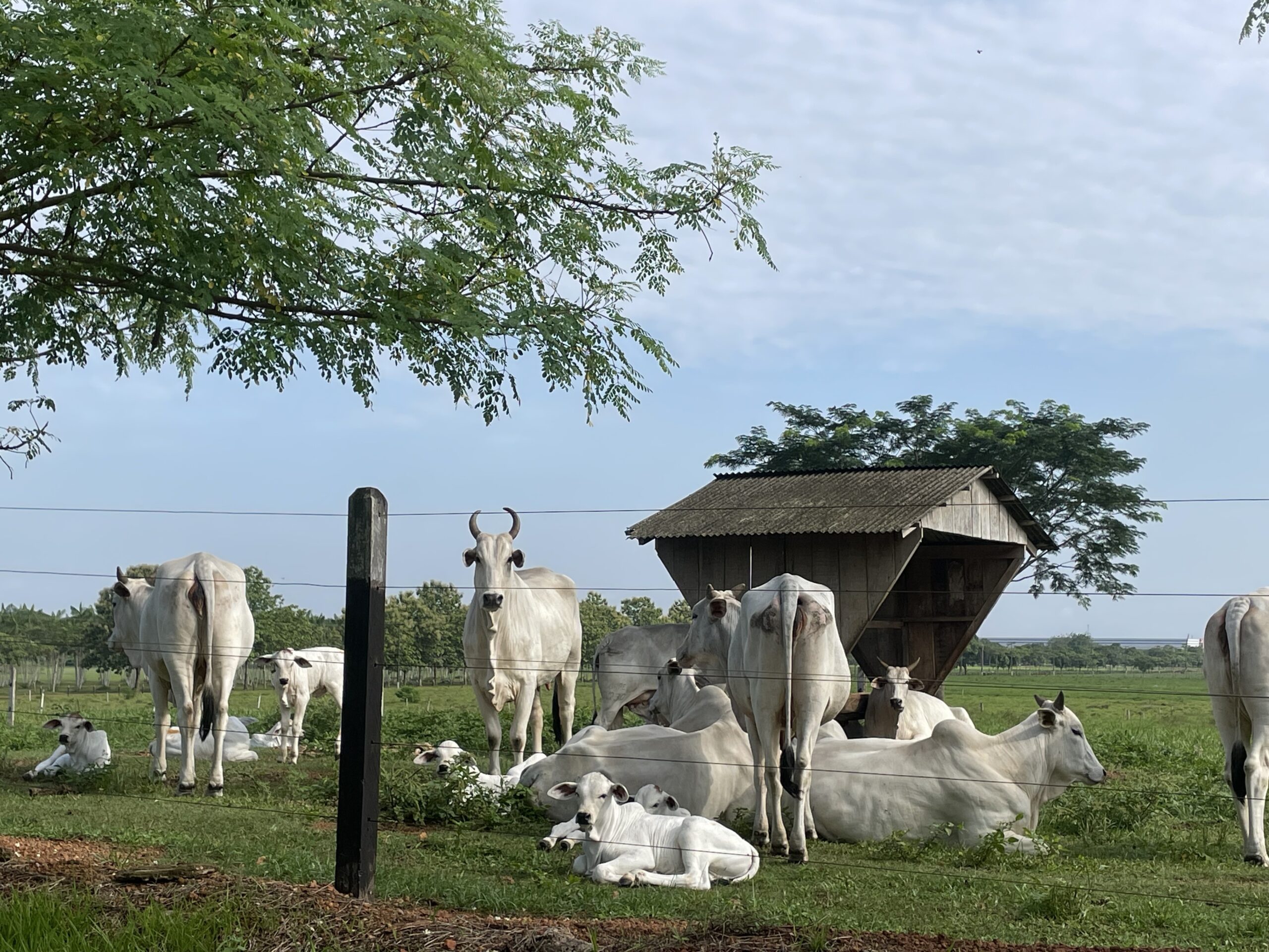 Preço do boi gordo encerra janeiro em alta em São Paulo