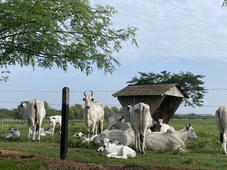 Preço do boi gordo encerra janeiro em alta em São Paulo