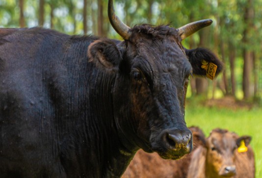 Raça Wagyu cresce no Brasil em busca do mercado de carnes nobres