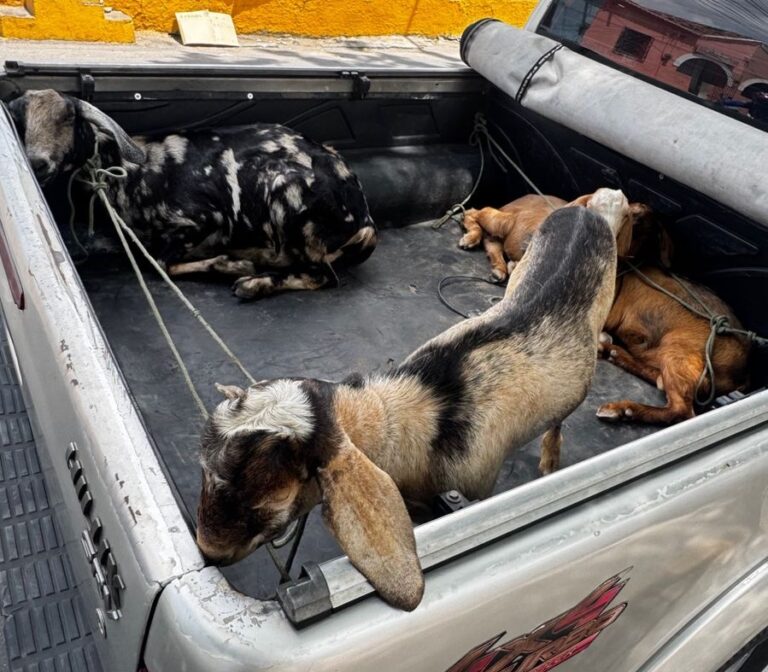 Polícia recupera caprinos furtados e apreende arma em Sobral, no Ceará