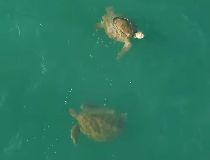 Drone flagra tartarugas marinhas nadando no mar da Beira-Mar de Fortaleza