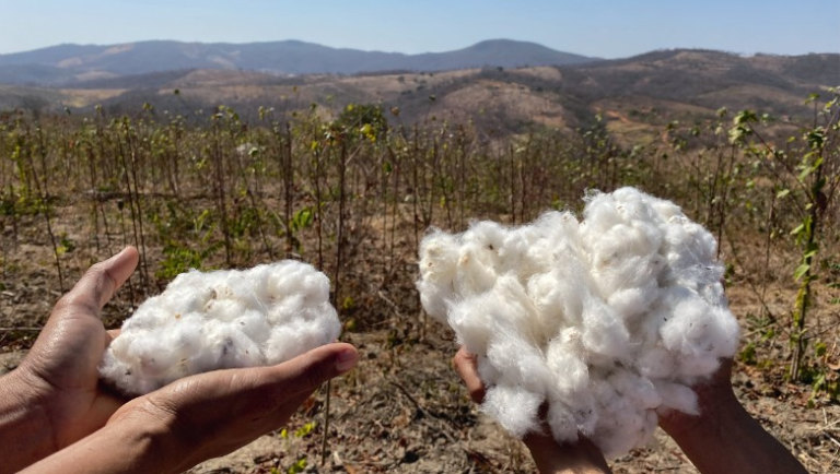 Tradição e renda: o potencial do algodão arbóreo cultivado na Caatinga