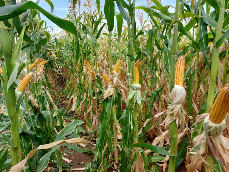 Tecnologia com ozônio chega ao mercado para reduzir micotoxinas em grãos