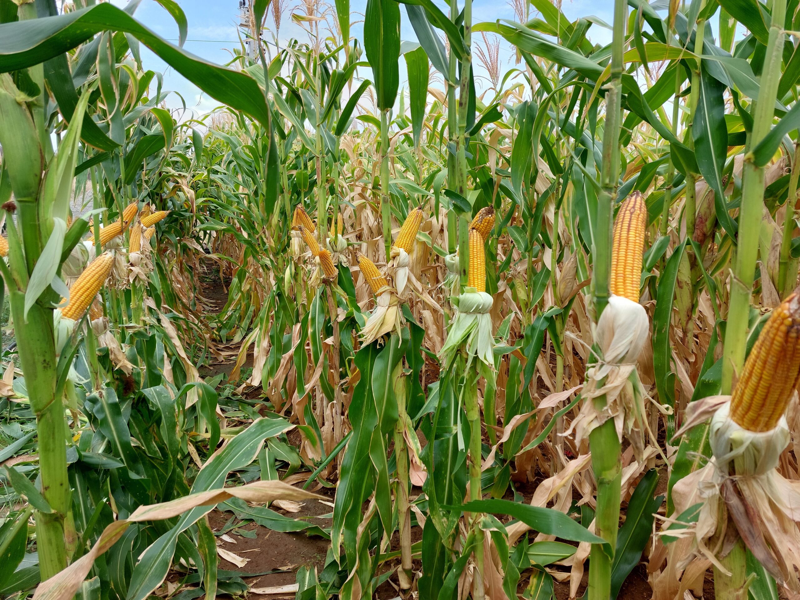Tecnologia com ozônio chega ao mercado para reduzir micotoxinas em grãos