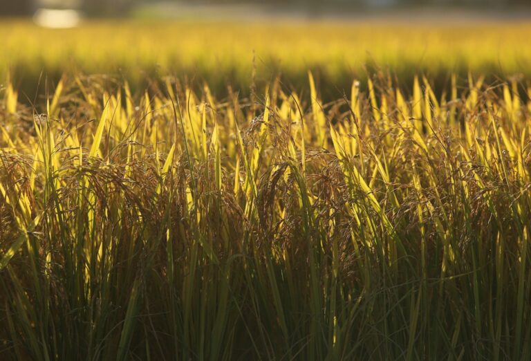 Produtores de arroz pedem reunião com governo para discutir dificuldades do setor