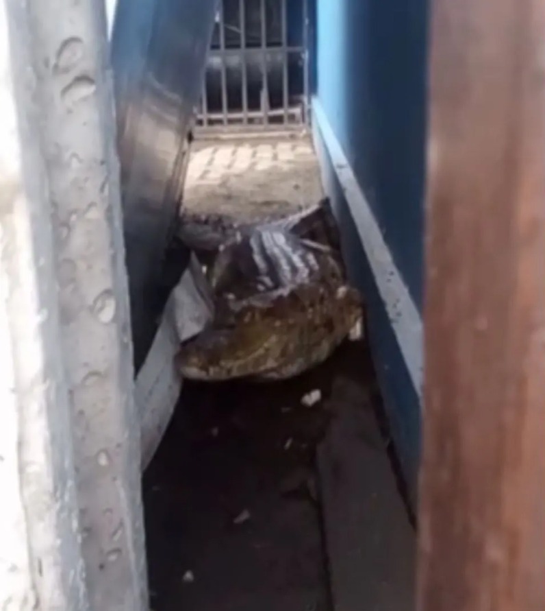 Jacaré de 1,5 metro é encontrado em posto no centro de Itaitinga; veja vídeo