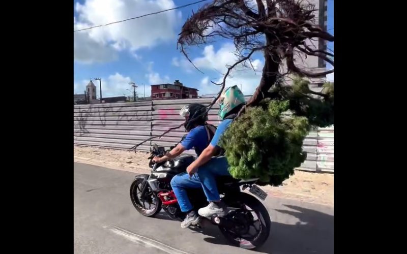 Homem é flagrado levando árvore em garupa de moto em Fortaleza; veja o vídeo