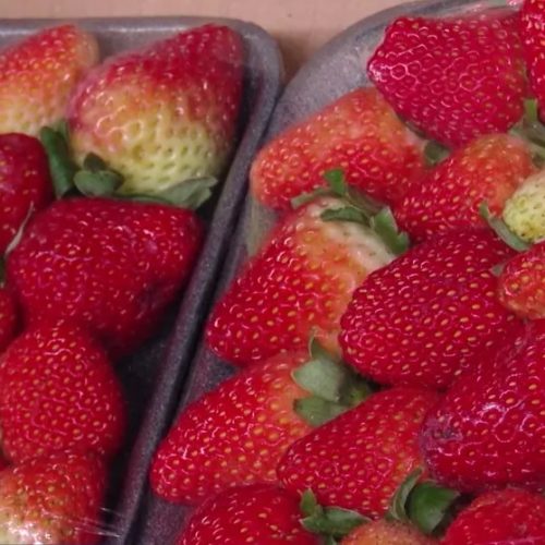 Sucesso do morango do amor gera alta de até 50% no preço da fruta na Ceasa-CE