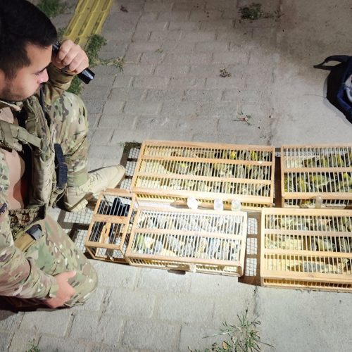 Homem é preso transportando 144 aves silvestres em ônibus no Ceará; 40 já estavam mortas