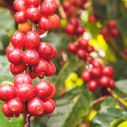 Recuperação na safra de café do Brasil traz alívio para oferta global