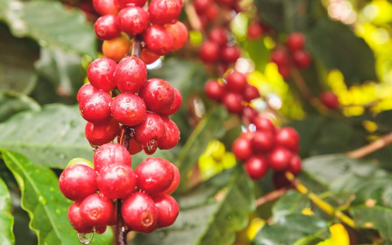 Recuperação na safra de café do Brasil traz alívio para oferta global