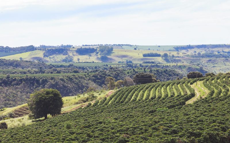 Baixa dos grãos faz recuar o valor de terras para arrendamento