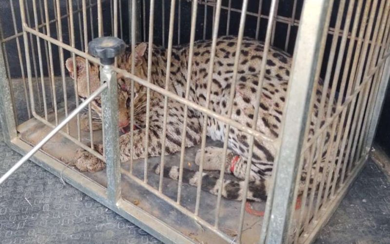 Jaguatirica ferida é resgatada pela PM em área rural de Missão Velha, no Ceará