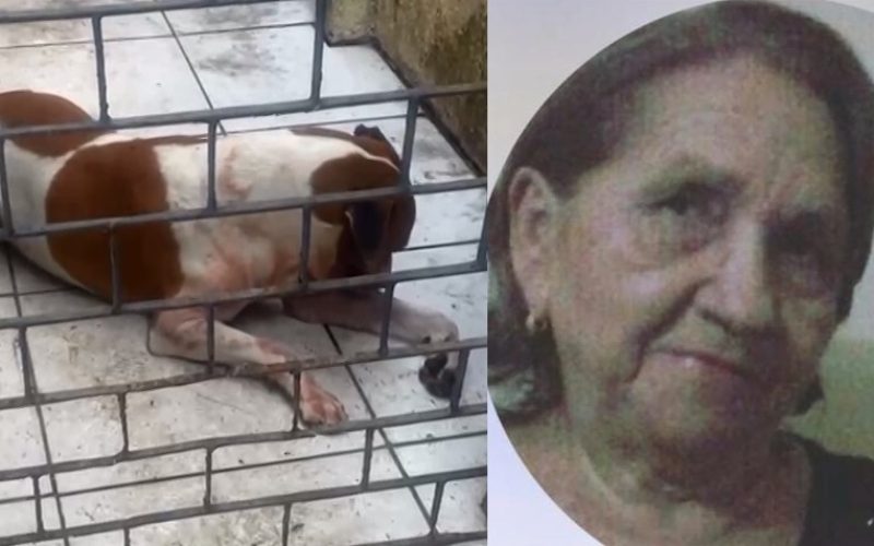 Idosa de 80 anos morre após cair em casa e ser atacada pelo cachorro da família, em Fortaleza