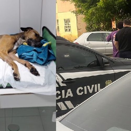 Cachorra é estuprada e morta após casa ser invadida em condomínio no Ceará