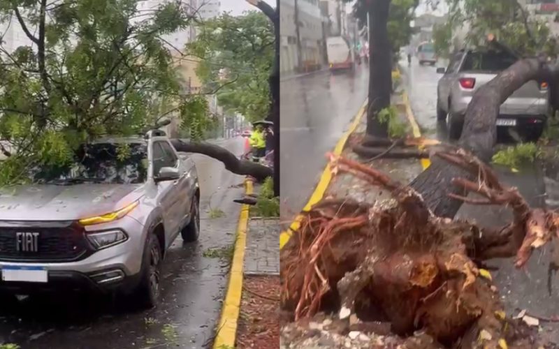 Árvore cai em carro na Avenida Heráclito Graça, em Fortaleza, durante fortes chuvas