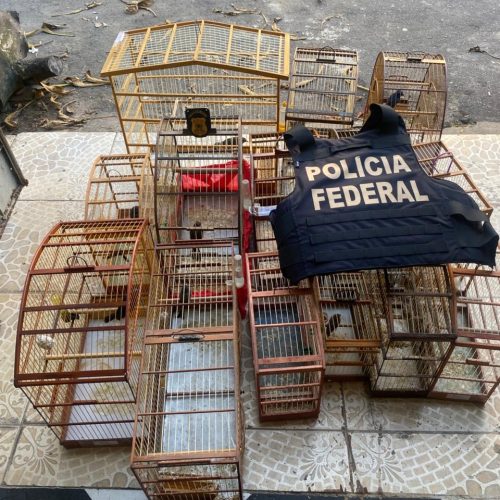 Operação Aracê III: PF cumpre 15 mandados para combater tráfico de aves silvestres no Ceará