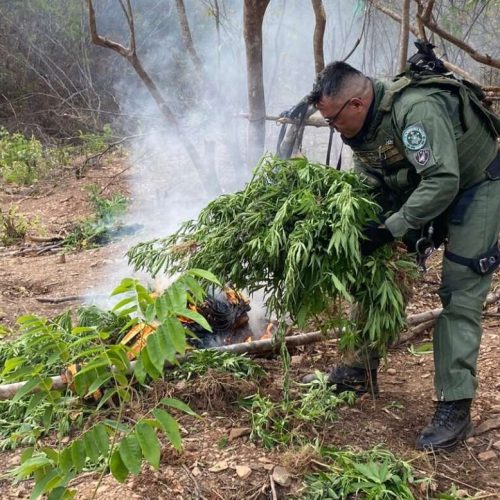 Plantação com 1.200 pés de maconha é incinerada em Missão Velha, no interior do Ceará