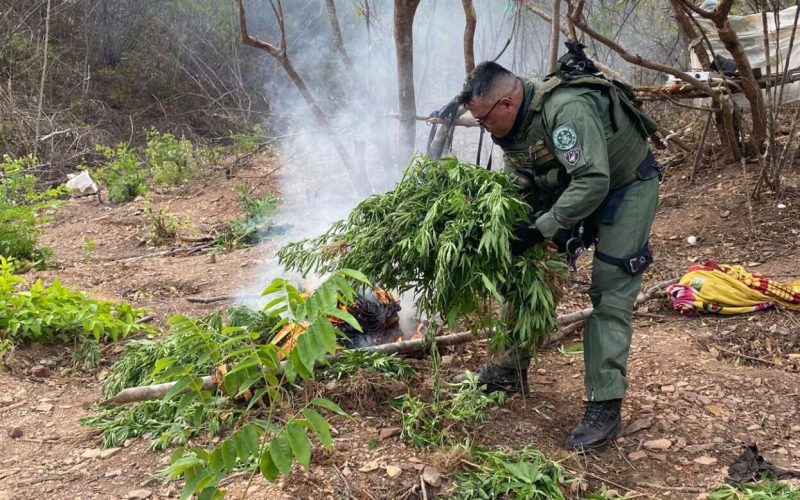 Plantação com 1.200 pés de maconha é incinerada em Missão Velha, no interior do Ceará