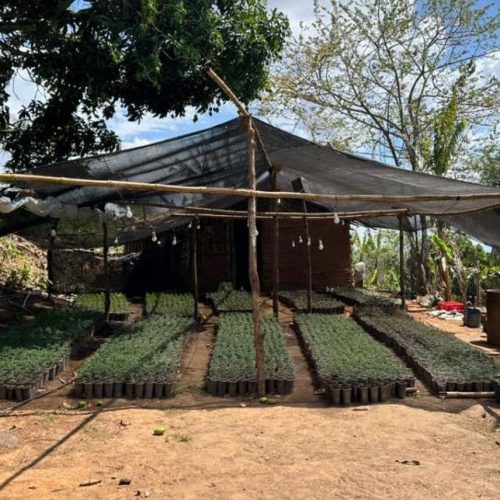 Polícia desmonta plantação de maconha e apreende 20 mil mudas em Redenção, no Ceará