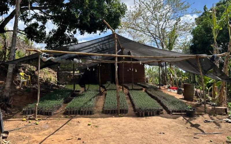 Polícia desmonta plantação de maconha e apreende 20 mil mudas em Redenção, no Ceará