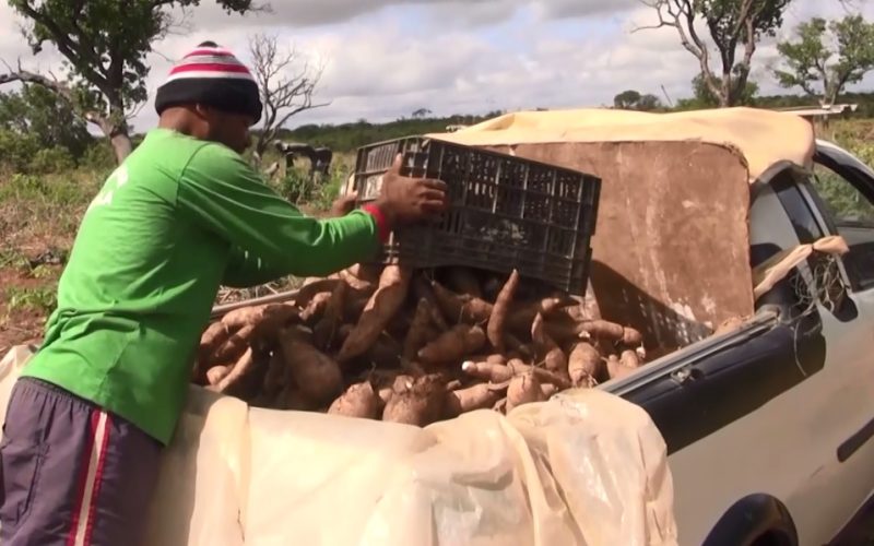 Ceará produz a cada safra mais de 700 mil toneladas de mandioca, matéria-prima da tapioca