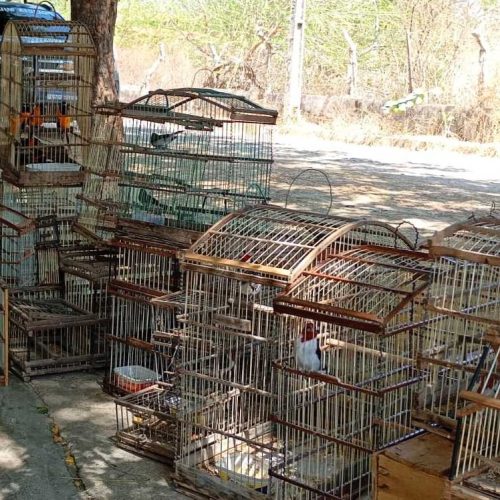 Polícia resgata 135 aves silvestres e 4 tatus mantidos em cativeiro em Crateús, no Ceará