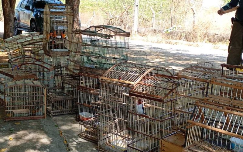 Polícia resgata 135 aves silvestres e 4 tatus mantidos em cativeiro em Crateús, no Ceará