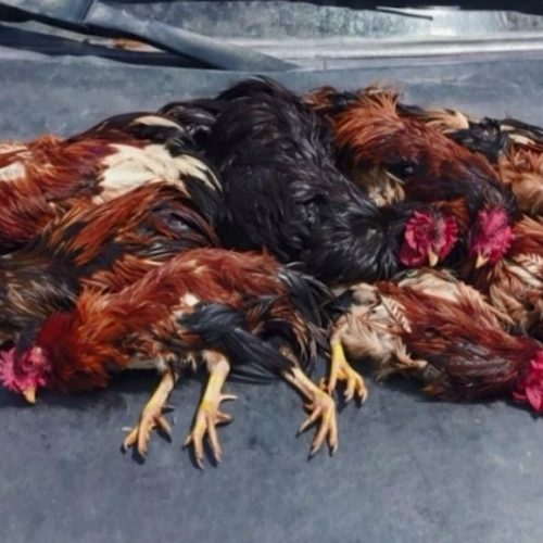 Polícia interrompe rinha de galo em Caucaia, no Ceará; dono do local foi conduzido à delegacia