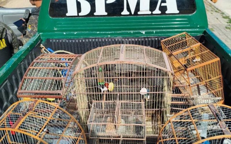 Oito aves silvestres são resgatadas em Fortaleza; homens são autuados por crime ambiental