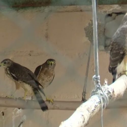 Corpo de Bombeiros registra 5.955 resgates de animais no primeiro semestre de 2025, no Ceará