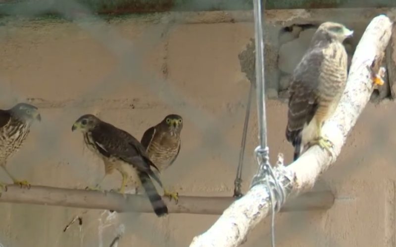 Corpo de Bombeiros registra 5.955 resgates de animais no primeiro semestre de 2025, no Ceará