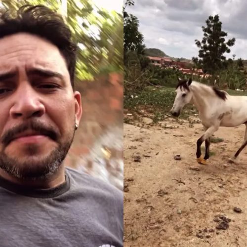 Cavalo percorre 20 km para voltar ao antigo dono após ser vendido no Ceará