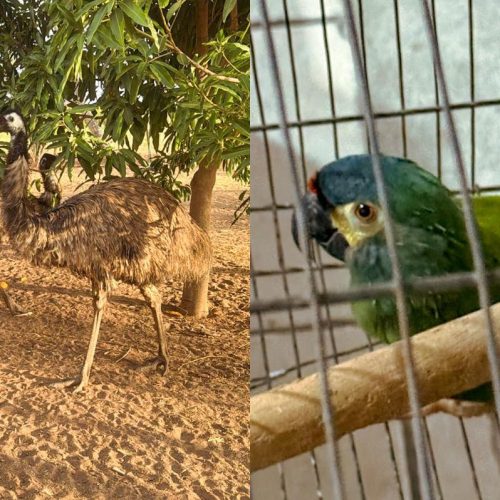 Operação da PF combate comércio ilegal de aves silvestres no Ceará e em três outros estados