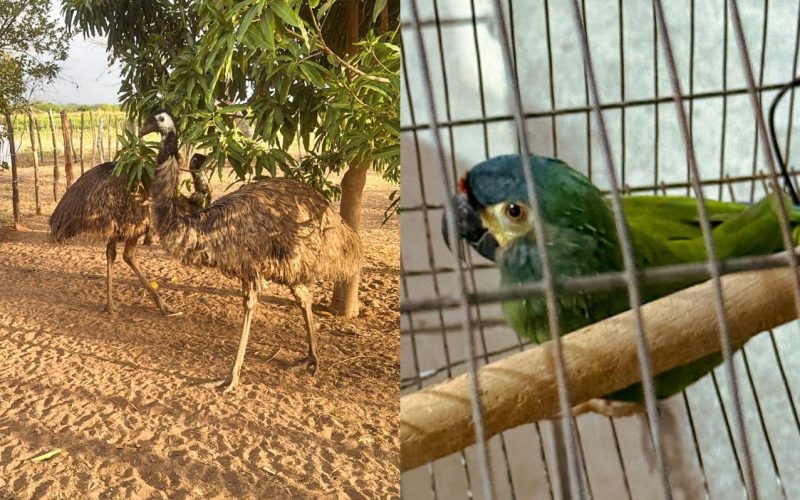Operação da PF combate comércio ilegal de aves silvestres no Ceará e em três outros estados