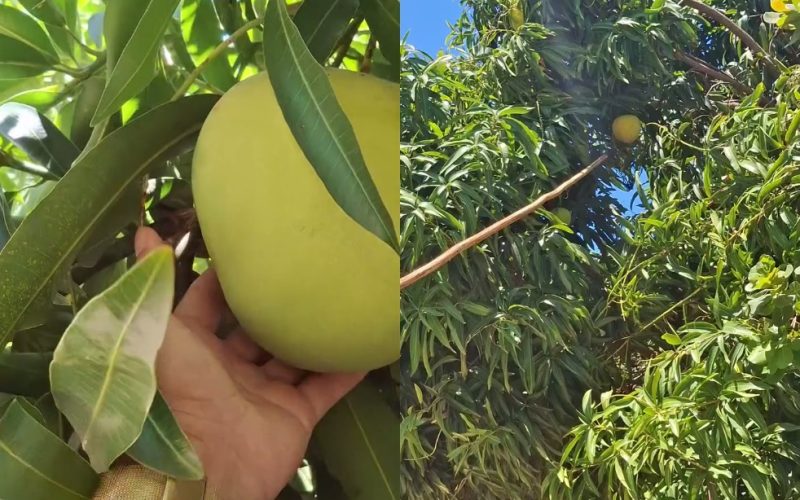 Manga de mais de 2 kg é colhida em Cascavel, no Ceará