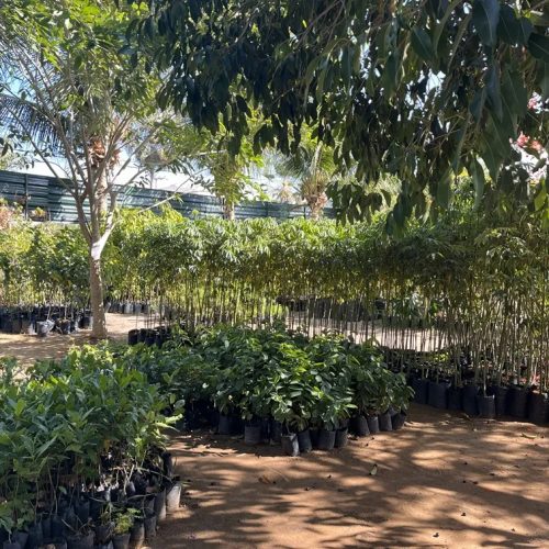 Mudário da Prefeitura de Fortaleza faz distribuição gratuita de mudas, com mais de 40 espécies