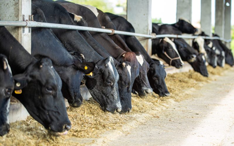 Alvoar aposta em diversificação e avalia aquisições