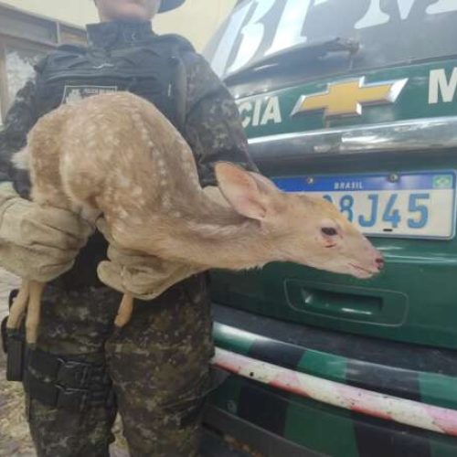 Filhote de veado-catingueiro é resgatado após ser mantido em cativeiro em Lavras da Mangabeira, no Ceará