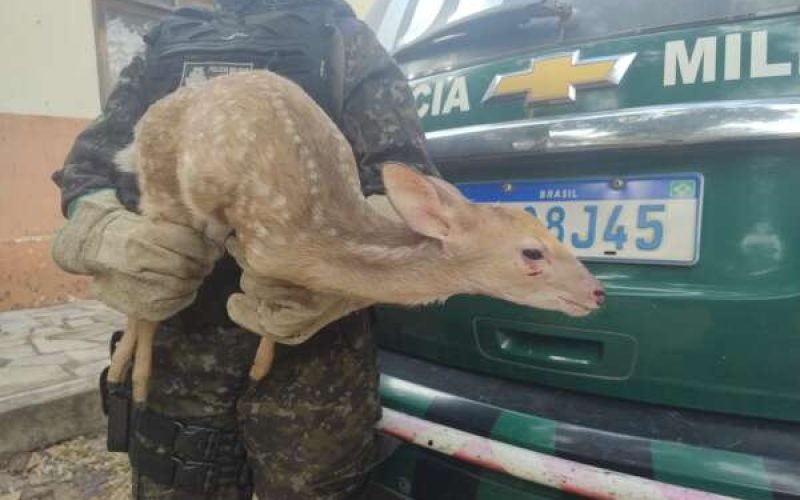 Filhote de veado-catingueiro é resgatado após ser mantido em cativeiro em Lavras da Mangabeira, no Ceará