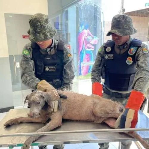 Polícia Militar resgata cachorro que estava submerso em lamaçal, no Crato/CE