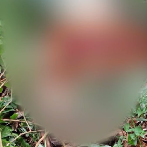 Jovem é encontrada morta com os seios expostos e o rosto desfigurado em Caucaia/CE