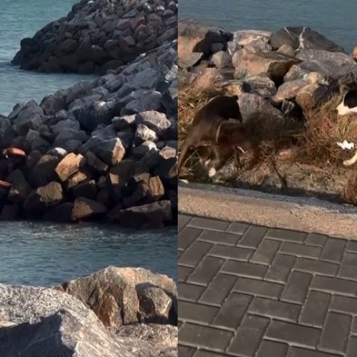 Surfista resgata cachorro que ficou preso às pedras de espigão na Praia do Icaraí, no Ceará